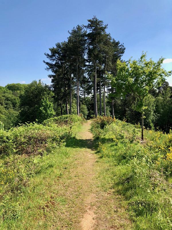 Maulden_Woods_Bedfordshire_06